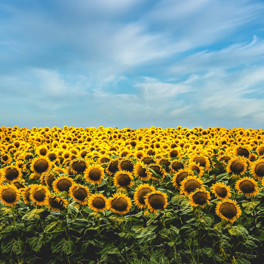 Flowers All Around